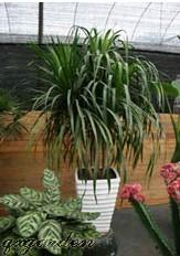 大型多頭龍血鐵