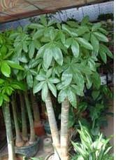 多頭發(fā)財(cái)樹