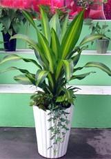 金心也門(mén)鐵