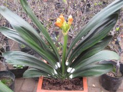 開(kāi)花君子蘭