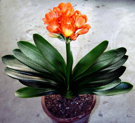 名貴圓頭君子蘭