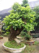 樸樹盆景
