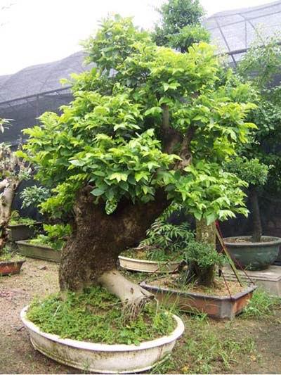 樸樹盆景