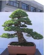 五針松盆景