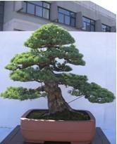 五針松盆景