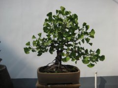 銀杏盆景