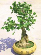  銀杏盆景 銀杏盆景