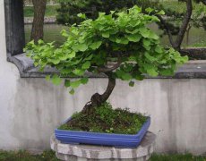 銀杏盆景