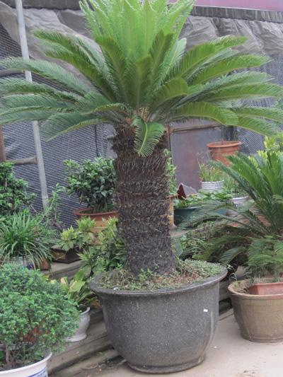 守門(mén)大鐵樹(shù)