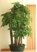 特大多頭發財樹