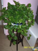 大盆綠蘿