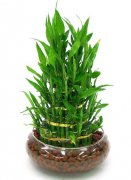 精品袖珍開運(yùn)竹