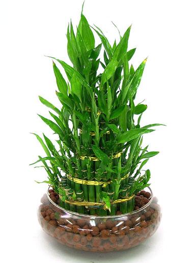 精品袖珍開運竹