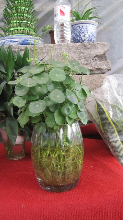 水培銅錢(qián)草