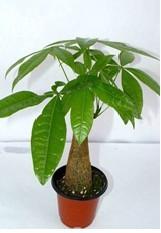 袖珍發(fā)財樹