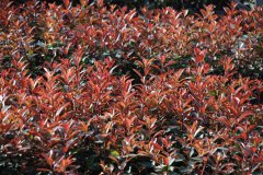 灌木類紅葉石楠